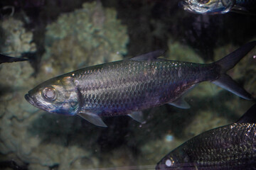 Close-up view of the Indo-Pacific moonfish with the scientific name Megalops cyprinoides.