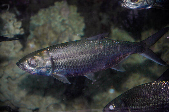 Close-up view of the Indo-Pacific moonfish with the scientific name Megalops cyprinoides.
