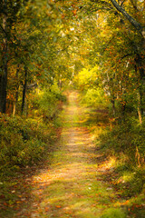 Obraz premium A beautiful autumn hiking trail in the woods. 
