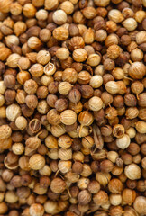 A full-frame, close-up texture background of whole, dried coriander seeds. This aromatic spice is an essential ingredient in many Asian and Indonesian cuisines.