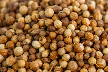 A full-frame, close-up texture background of whole, dried coriander seeds. This aromatic spice is an essential ingredient in many Asian and Indonesian cuisines.