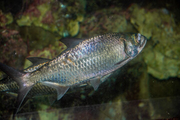 Close-up view of the Indo-Pacific moonfish with the scientific name Megalops cyprinoides.