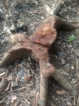roots of a tree