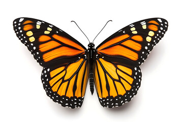Obraz premium Elegant monarch butterfly showcasing its stunning orange and black wings, perfect for nature-themed designs, educational materials, and symbolizing beauty and transformation