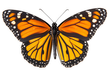 Fototapeta premium Monarch butterfly flutters with vibrant wings, a symbol of transformation and beauty in nature's delicate dance, perfect for designs needing elegance