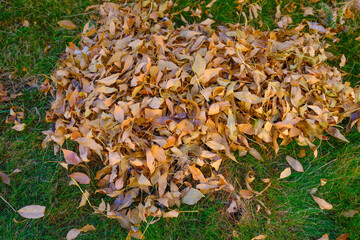 Pile of freshly racked brown fall leaves