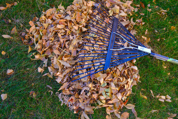 Pile of freshly racked brown fall leaves