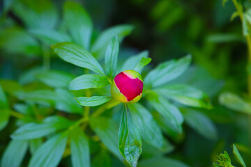 Beautiful flower of paeonia plant
