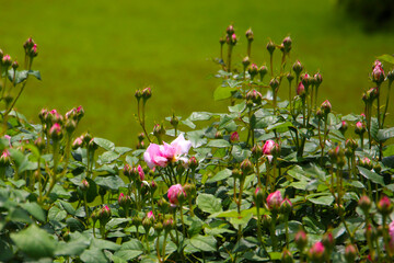 Beautiful roses blooming in a Japanese public garden.