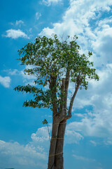 view of a large cotton tree against a backdrop of clear sky with beautiful white clouds.