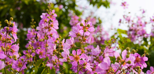 Lagerstroemia speciosa, Queen's crape myrtle , Pride of India.