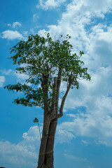 view of a large cotton tree against a backdrop of clear sky with beautiful white clouds.