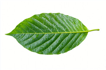 Wet Green Leaf on White Background