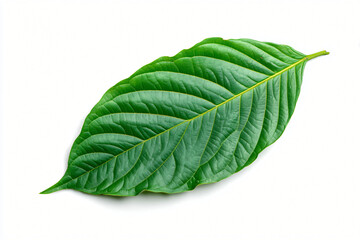 Green Leaf Isolated on White Background