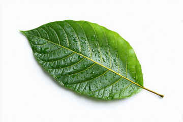Green leaf with water droplets on white background