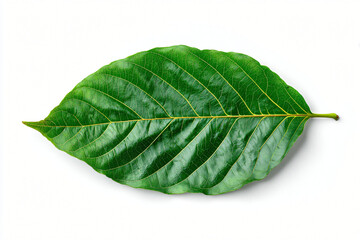 Green Leaf Isolated on White