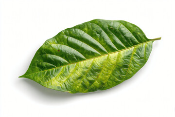 Green Leaf on White Background