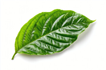 Green Tropical Leaf on White Background