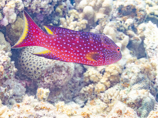 バラハタ, Yellow-edged lyretail, Variola louti, ハタ科,
美しいサンゴ礁と熱帯魚の群れ。
沖縄県島尻郡慶良間諸島座間味島安室島-2025
この日はサンゴの産卵があり、よく見ると卵が漂っている。

