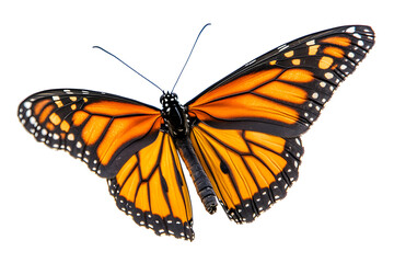 Obraz premium Stunning monarch butterfly with vibrant wings, a symbol of transformation and beauty in nature's delicate dance, perfect for inspirational designs