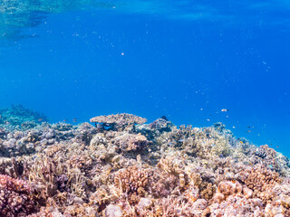 デバスズメダイ, Blue green damselfish, Chromis viridis, Blue green chromis, スズメダイ科,

美しいサンゴ礁と熱帯魚の群れ。
沖縄県島尻郡慶良間諸島座間味島安室島-2025
この日はサンゴの産卵があり、よく見ると卵が漂っている。
