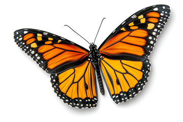 Obraz premium Stunning monarch butterfly with vibrant orange wings, perfect for nature designs, educational resources, and spring promotions, symbolizing transformation