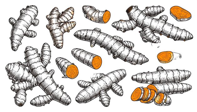 Hand-drawn illustrations of turmeric roots, whole and sliced