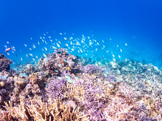 デバスズメダイ, Blue green damselfish, Chromis viridis, Blue green chromis, スズメダイ科,

美しいサンゴ礁と熱帯魚の群れ。
沖縄県島尻郡慶良間諸島座間味島安室島-2025
この日はサンゴの産卵があり、よく見ると卵が漂っている。
