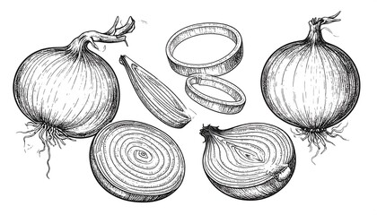 Hand-drawn sketch of whole and sliced onions