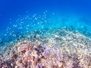 デバスズメダイ, Blue green damselfish, Chromis viridis, Blue green chromis, スズメダイ科,

美しいサンゴ礁と熱帯魚の群れ。
沖縄県島尻郡慶良間諸島座間味島安室島-2025
この日はサンゴの産卵があり、よく見ると卵が漂っている。

