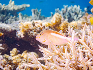メガネゴンベ, Ringeyed hawkfish, Paracirrhites arcatus, ゴンベ科,
美しいサンゴ礁と熱帯魚の群れ。
沖縄県島尻郡慶良間諸島座間味島安室島-2025
この日はサンゴの産卵があり、よく見ると卵が漂っている。
