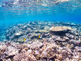 トゲチョウチョウウオの群れ, Threadfin Butterflyfish, Chaetodon Auriga, チョウチョウウオ科,
美しいサンゴ礁と熱帯魚の群れ。
沖縄県島尻郡慶良間諸島座間味島安室島-2025
この日はサンゴの産卵があり、よく見ると卵が漂っている。
