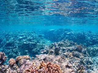 デバスズメダイ, Blue green damselfish, Chromis viridis, Blue green chromis, スズメダイ科,
半水面撮影。
美しいサンゴ礁と熱帯魚の群れ。
沖縄県島尻郡慶良間諸島座間味島安室島-2025
この日はサンゴの産卵があり、よく見ると卵が漂っている。
