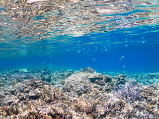 デバスズメダイ, Blue green damselfish, Chromis viridis, Blue green chromis, スズメダイ科,
半水面撮影。
美しいサンゴ礁と熱帯魚の群れ。
沖縄県島尻郡慶良間諸島座間味島安室島-2025
この日はサンゴの産卵があり、よく見ると卵が漂っている。
