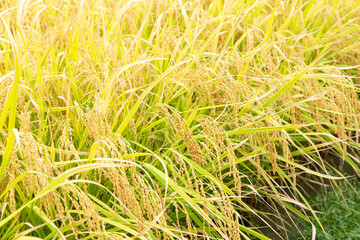 米が実った稲
