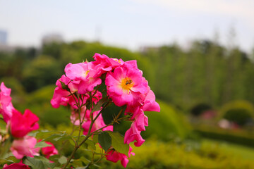 Beautiful roses blooming in a Japanese public garden.