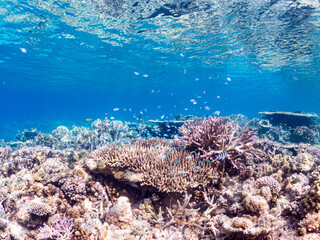 デバスズメダイ, Blue green damselfish, Chromis viridis, Blue green chromis, スズメダイ科,
半水面撮影。
美しいサンゴ礁と熱帯魚の群れ。
沖縄県島尻郡慶良間諸島座間味島安室島-2025
この日はサンゴの産卵があり、よく見ると卵が漂っている。
