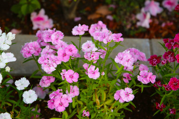 Dianthus flowers blooming beautifully in the garden.