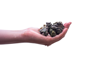 hand holding a shell with a white isolated background