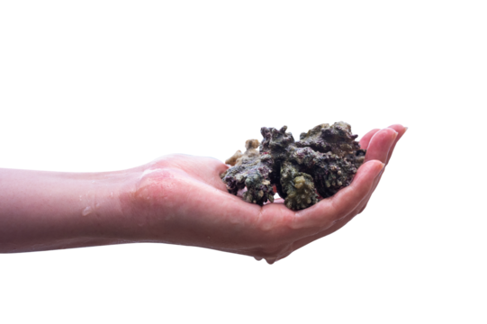 hand holding a shell with a white isolated background