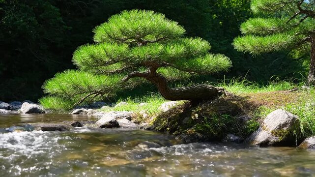 Serene Bonsai Tree by Flowing River, Nature's Tranquility