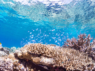 デバスズメダイ, Blue green damselfish, Chromis viridis, Blue green chromis, スズメダイ科,
半水面撮影。
美しいサンゴ礁と熱帯魚の群れ。
沖縄県島尻郡慶良間諸島座間味島安室島-2025
この日はサンゴの産卵があり、よく見ると卵が漂っている。

