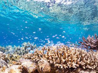 デバスズメダイ, Blue green damselfish, Chromis viridis, Blue green chromis, スズメダイ科,
半水面撮影。
美しいサンゴ礁と熱帯魚の群れ。
沖縄県島尻郡慶良間諸島座間味島安室島-2025
この日はサンゴの産卵があり、よく見ると卵が漂っている。
