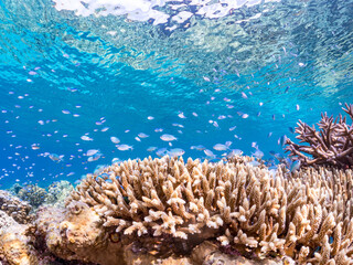 デバスズメダイ, Blue green damselfish, Chromis viridis, Blue green chromis, スズメダイ科,
半水面撮影。
美しいサンゴ礁と熱帯魚の群れ。
沖縄県島尻郡慶良間諸島座間味島安室島-2025
この日はサンゴの産卵があり、よく見ると卵が漂っている。
