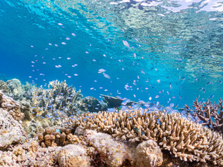 デバスズメダイ, Blue green damselfish, Chromis viridis, Blue green chromis, スズメダイ科,
半水面撮影。
美しいサンゴ礁と熱帯魚の群れ。
沖縄県島尻郡慶良間諸島座間味島安室島-2025
この日はサンゴの産卵があり、よく見ると卵が漂っている。
