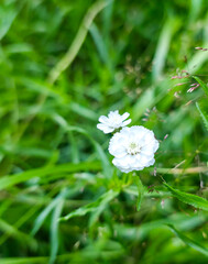 A close up view highlights delicate white flowers blooming among blurred green grass blades outdoors. Soft white petals form double floral blooms on slender stems in natural daylight. © VladyslavShcherbakov