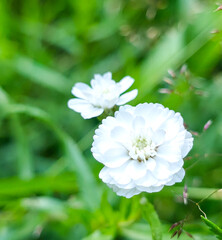 A close up view highlights delicate white flowers blooming among blurred green grass blades outdoors. Soft white petals form double floral blooms on slender stems in natural daylight. © VladyslavShcherbakov