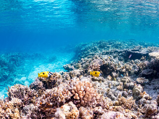 ヒフキアイゴ, Blotched foxface, Siganus unimaculatus, アイゴ科,
美しいサンゴ礁と熱帯魚の群れ。
沖縄県島尻郡慶良間諸島座間味島安室島-2025
この日はサンゴの産卵があり、よく見ると卵が漂っている。
