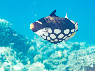 モンガラカワハギ, Clown triggerfish, Balistoides conspicillum, モンガラカワハギ科,
美しいサンゴ礁と熱帯魚の群れ。
沖縄県島尻郡慶良間諸島座間味島安室島-2025
この日はサンゴの産卵があり、よく見ると卵が漂っている。
