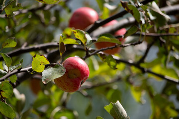 Ripe apples with red and yellow stripes hang from a leafy tree branch under bright sunlight.